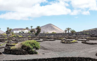 Wine Tourism in Lanzarote - FirstMinute Excursions - Last Minute Transfers