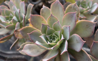 Jardín Botánico Viera y Clavijo Gran Canaria- First Minute Excursions - Last Minute Transfer