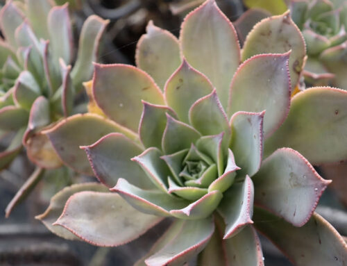 Jardín Botánico Viera y Clavijo en Gran Canaria