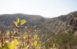 Caldera de Bandama, ideal para senderismo - First Minute Excursions - Last Minute Transfer