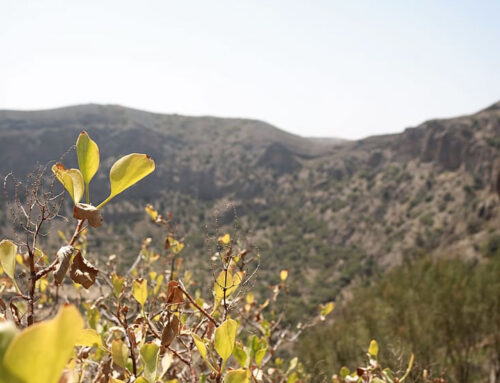 Caldera de Bandama, ideal para senderismo