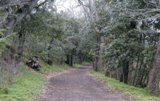 Parque Rural de Doramas - First Minute Excursions, Last Minute Transfer