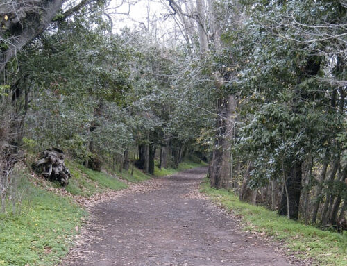 Parque Rural de Doramas y Finca de Osorio